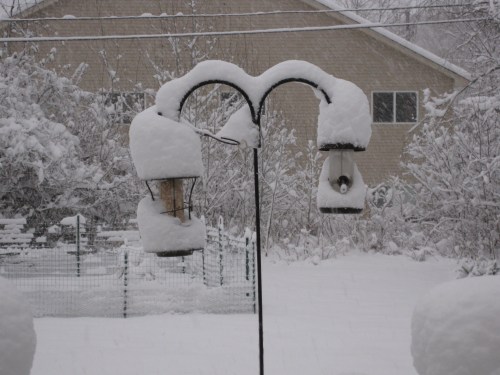 Snowy backyard. Snow covered bird feeders. Poor birdies! They are cleaned off now, but need to be filled. 
