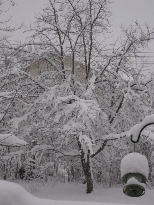 Snowy backyard. Look at all the snow on the bird feeder!