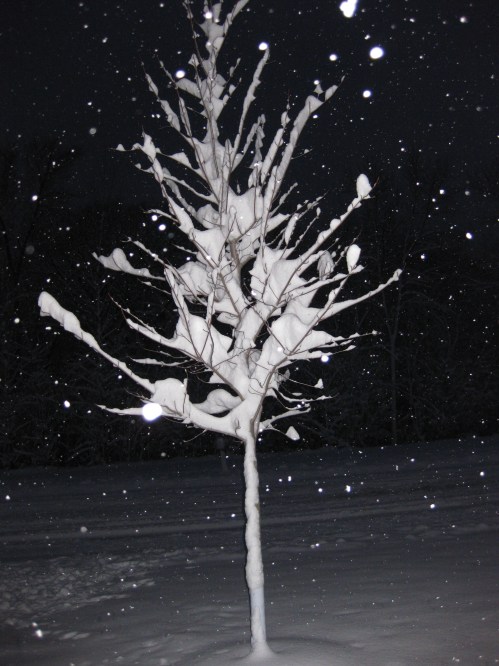 A close up picture of Mom's tree. It looks amazing!! I love all the snow clingy to it's branches. 
